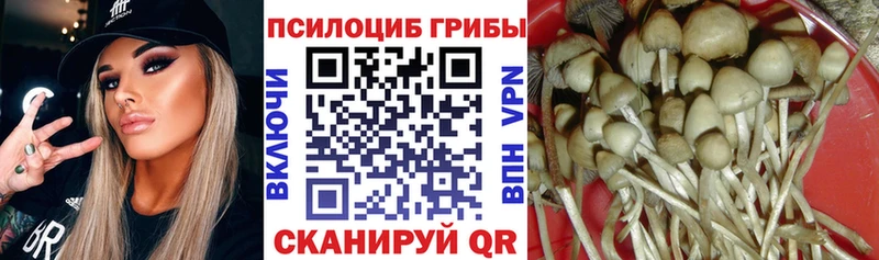 Галлюциногенные грибы прущие грибы  Купить закладки  Россошь 